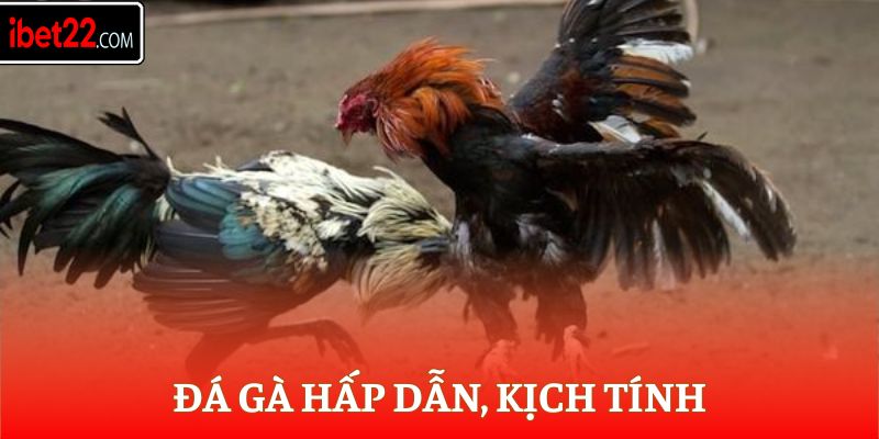 Đá gà hấp dẫn, kịch tính